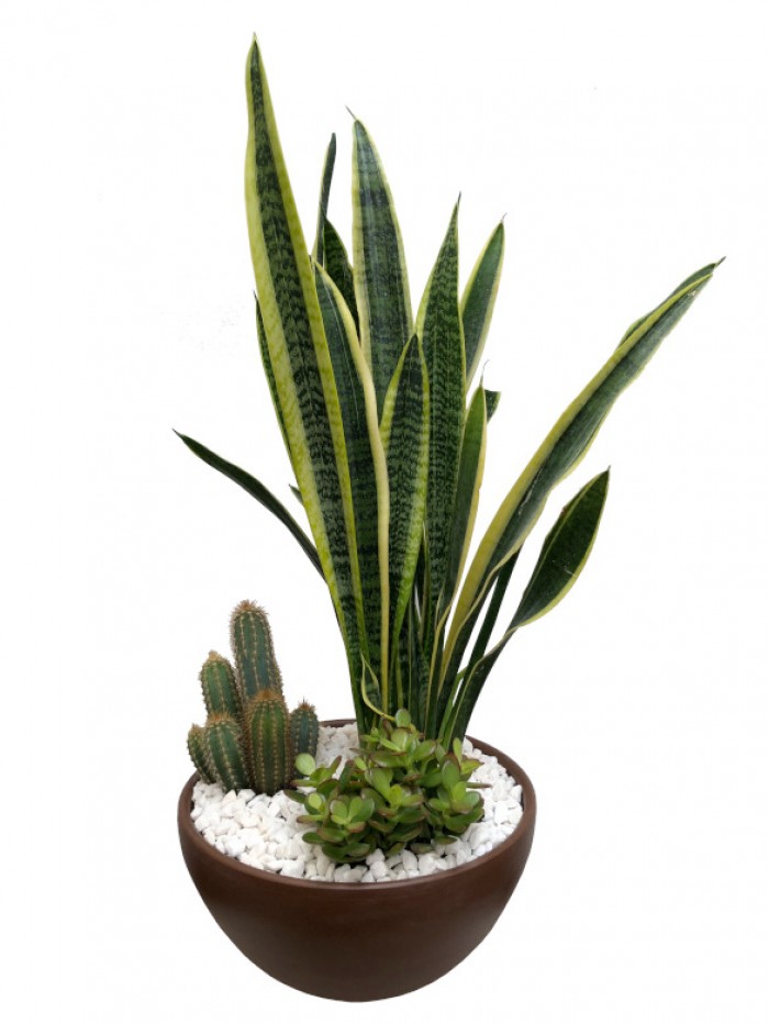Sanseviera con cactus ceramica marron 