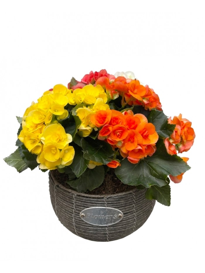 Cesta de begonias variadas