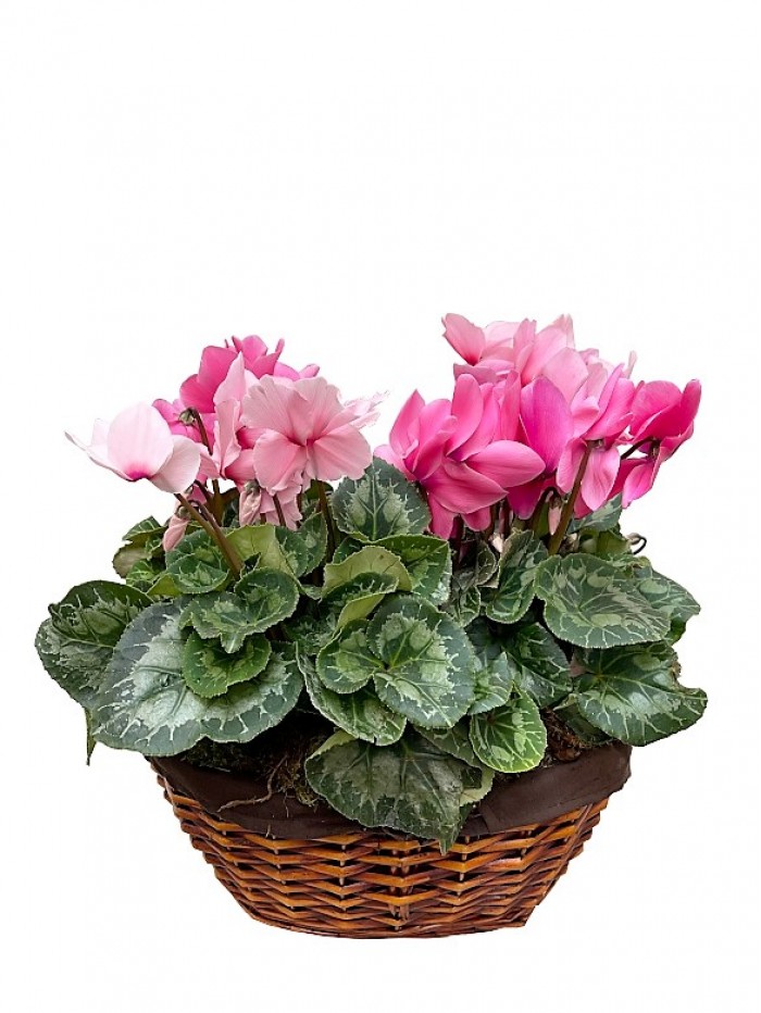 Cesta de cyclamenes variados