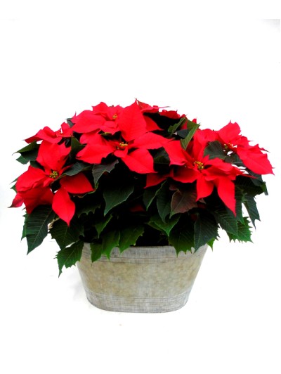 centro de flores de pascua rojas grande laton