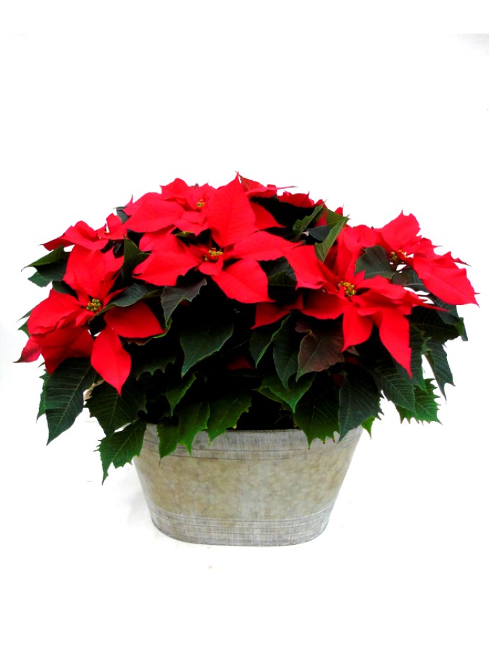 centro de flores de pascua rojas grande laton