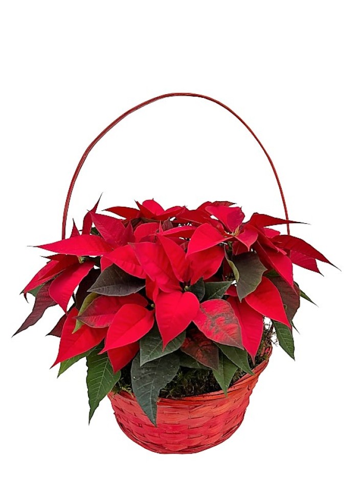 Cesta de flores de pascua mediana