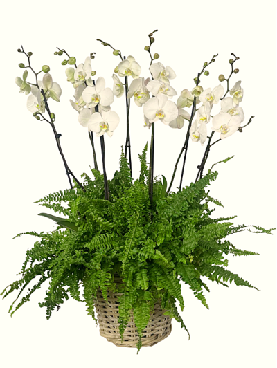 Cesta de orquídeas blancas con helechos