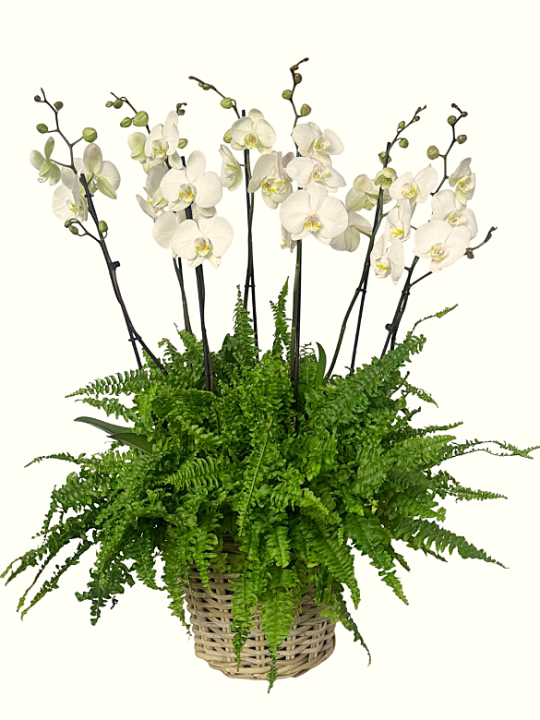 Cesta de orquídeas blancas con helechos