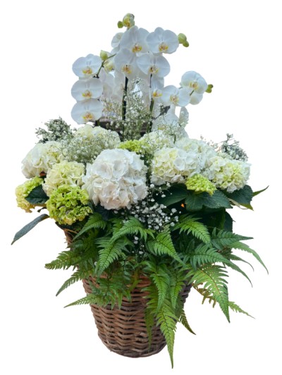 Cesta de Hortensias blancas con orquideas blancas y helechos
