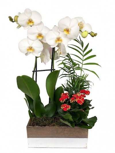 Cesta de plantas con orquidea blanca