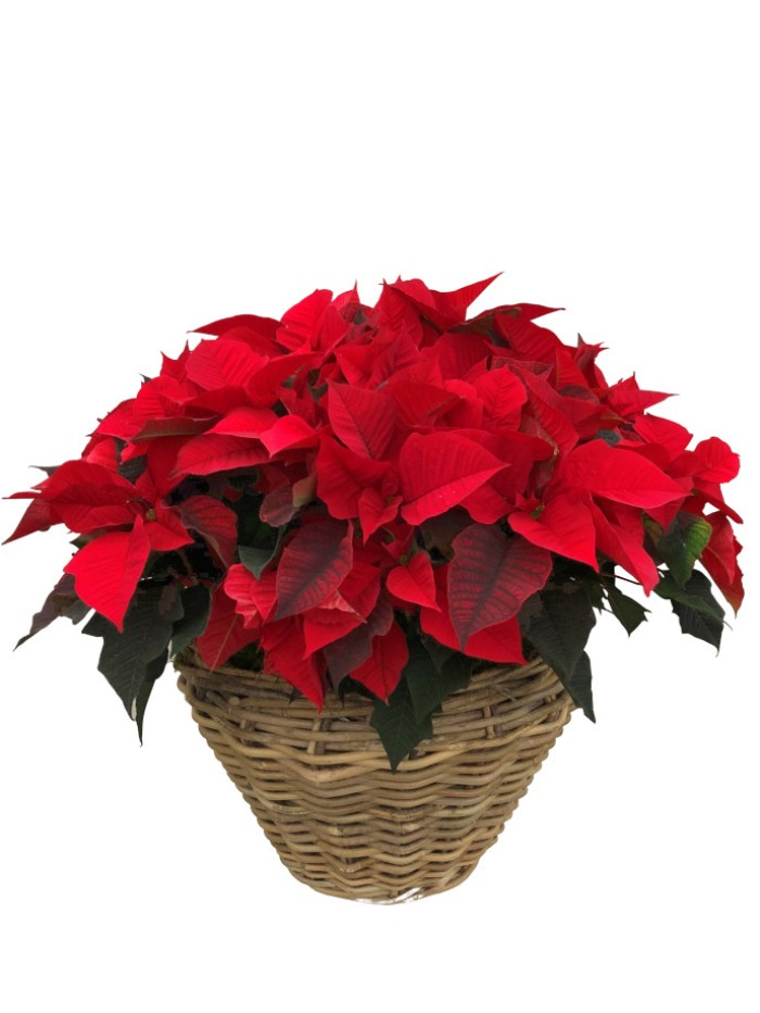  cesta de flores de pascua rojas grande