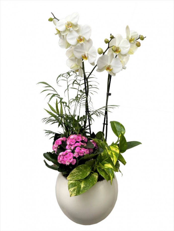 1 Cesta de plantas con orquidea blanca