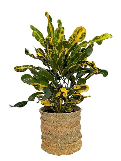 Croton Mammy en cesta decorativa