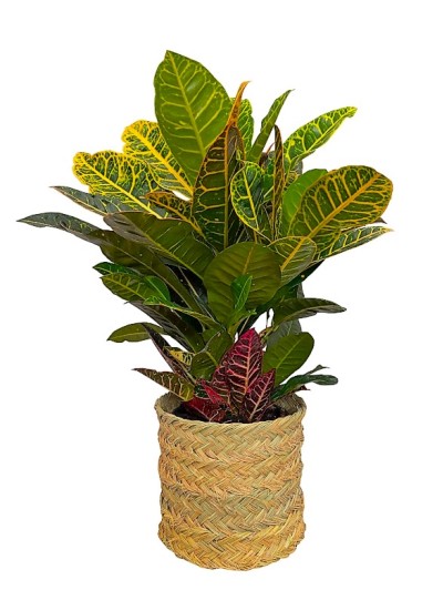 Croton petra en cesta decorativa