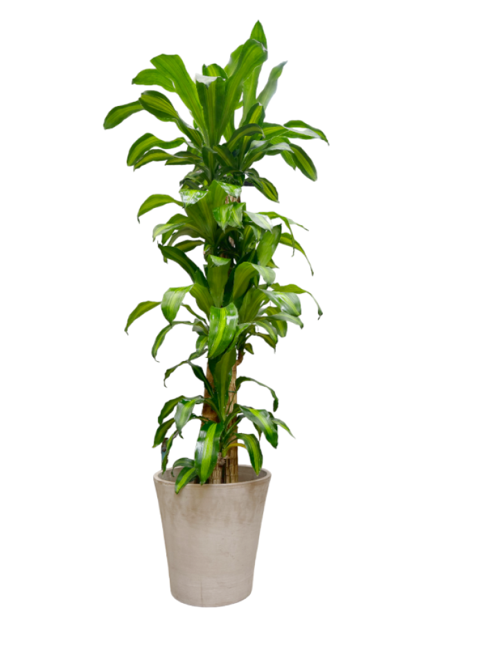 Dracaena Massageana 4 alturas en cerámica GR