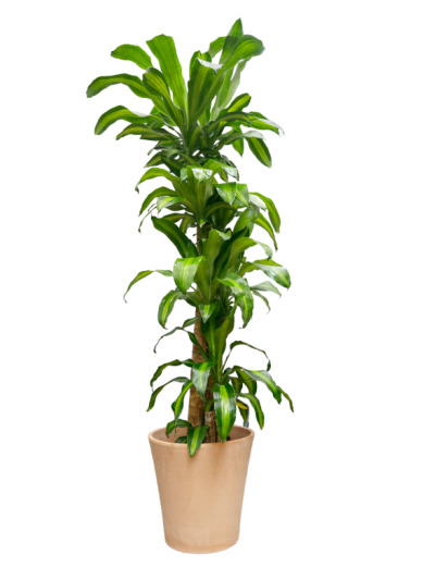 Dracaena Massageana 4 alturas en cerámica WH