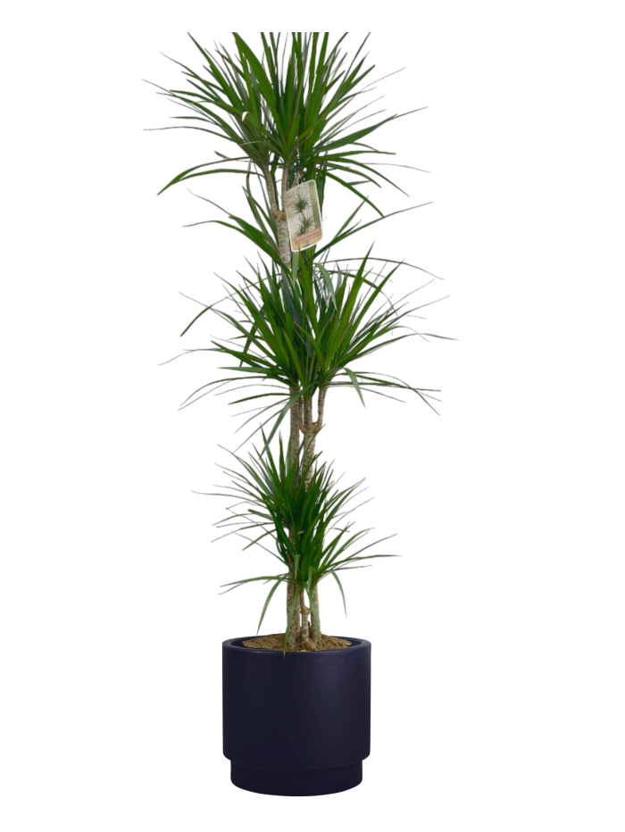 Dracena Marginata Hidrojardinera negra