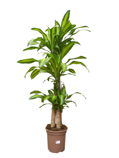 Dracaena Massageana  130CM