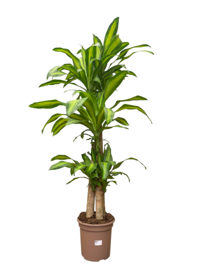 Dracaena Massageana  130CM