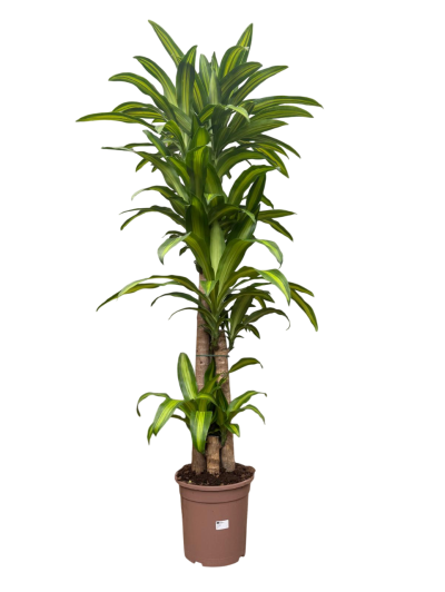 Dracaena Massageana 170CM