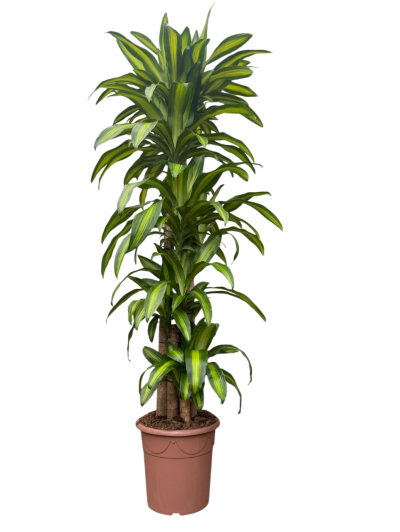 Dracaena Massageana 2M