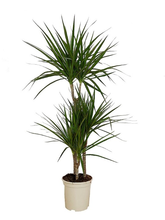 Dracena Marginata 120CM(DISPONIBLE SOLO PARA MADRID)