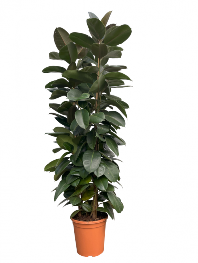 Ficus Robusta 2M