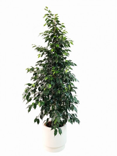 Ficus Benjamina 180CM en hidrojardinera (DISPONIBLE SOLO PARA MADRID)