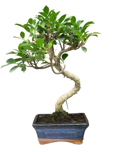 Bonsai ficus de 7 años