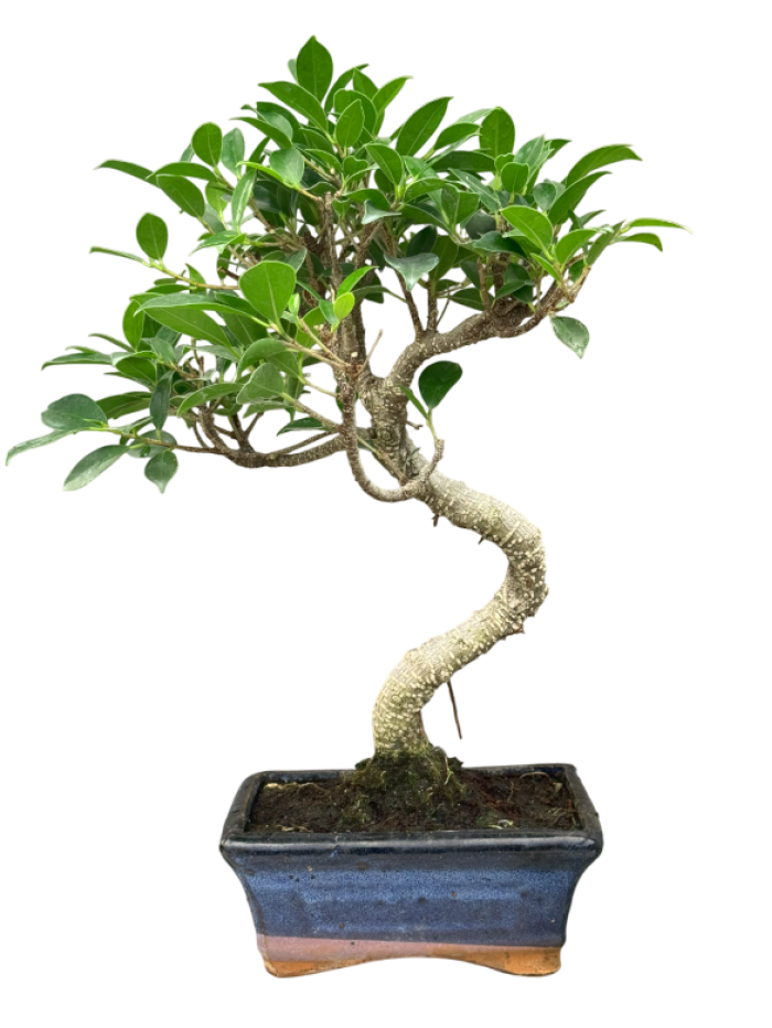 Bonsai ficus de 7 años