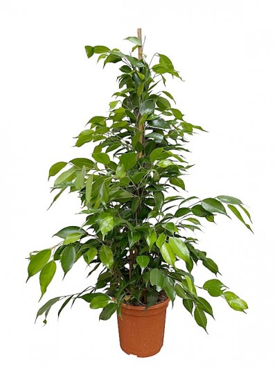 Ficus Benjamina 80CM  