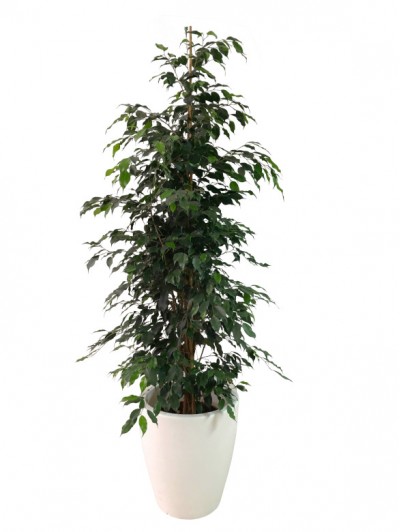 Ficus Benjamina 130CM en resina (DISPONIBLE SOLO PARA MADRID) 