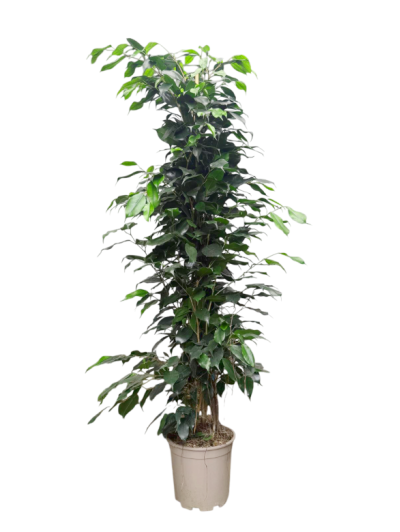 Ficus Benjamina 120CM  