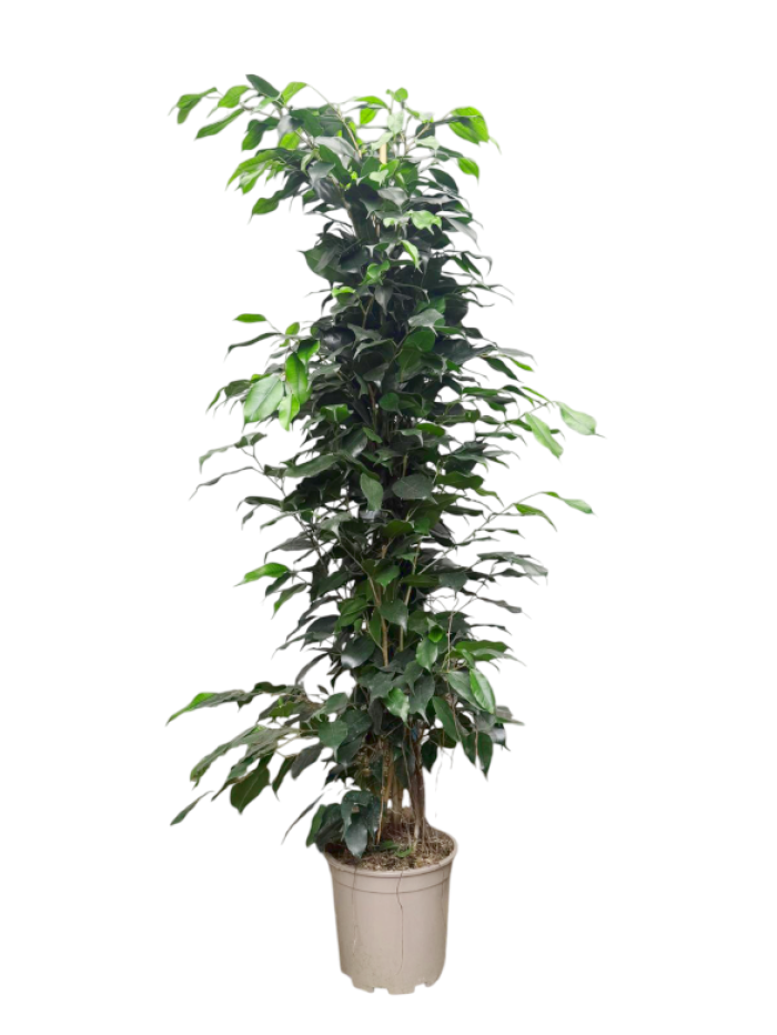 Ficus Benjamina 120CM  