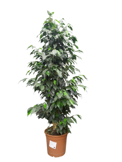 Ficus Benjamina 150CM  