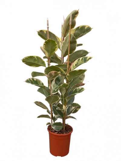 Ficus Robusta 150CM Variegata
