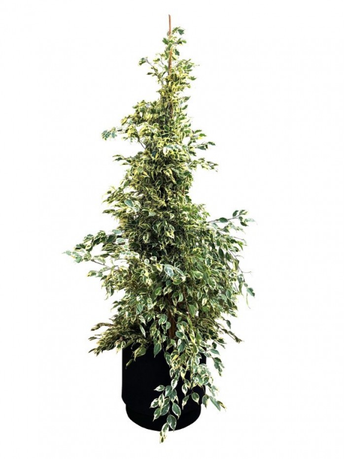 Ficus Variegata 180CM  (DISPONIBLE SOLO PARA MADRID) 