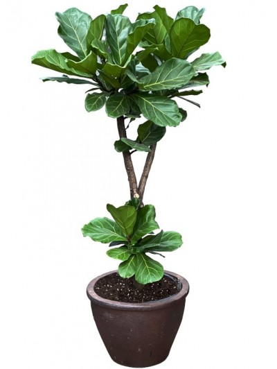 Ficus Lyrata arbol cerámica Asiatica (DISPONIBLE SOLO PARA MADRID) 