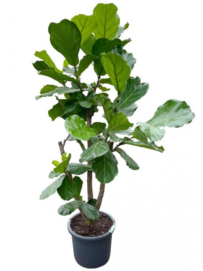 Ficus Lyrata arbol  (DISPONIBLE SOLO PARA MADRID) 