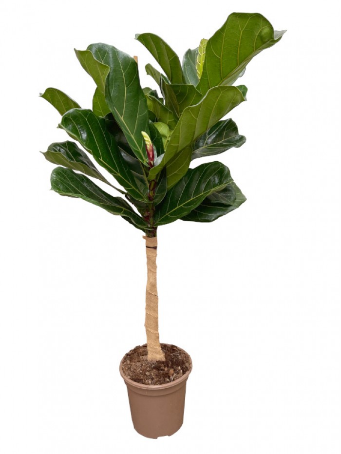 Ficus Lyrata  Árbol 1.50M