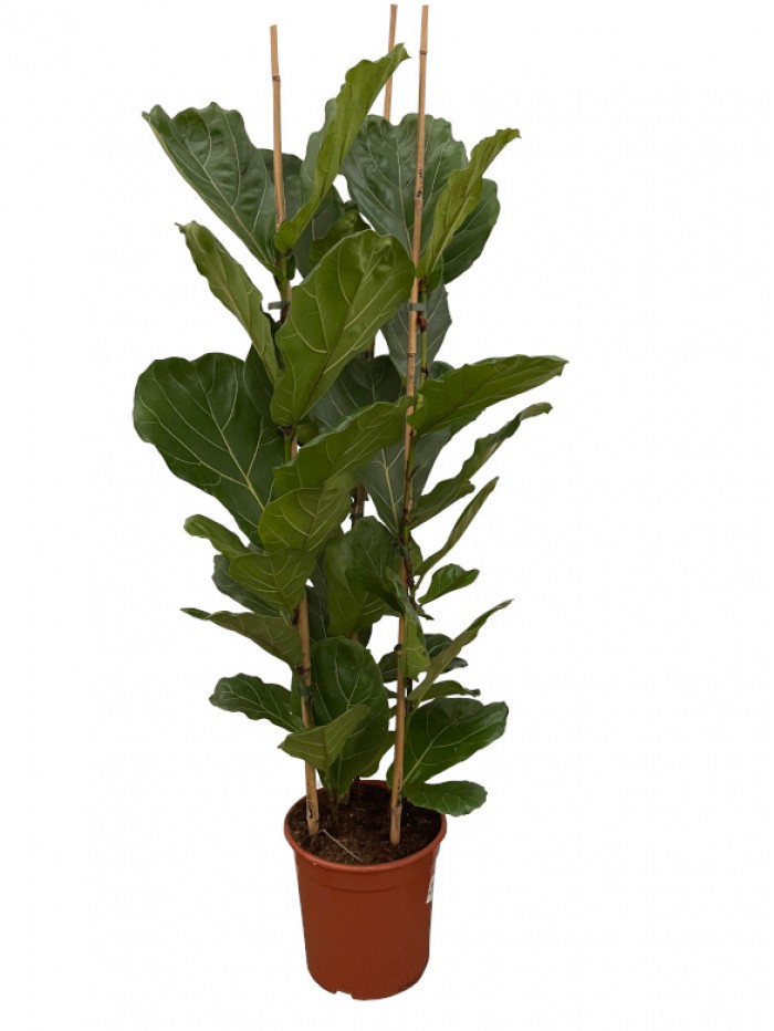  Ficus Lyrata arbusto  (DISPONIBLE SOLO PARA MADRID) 