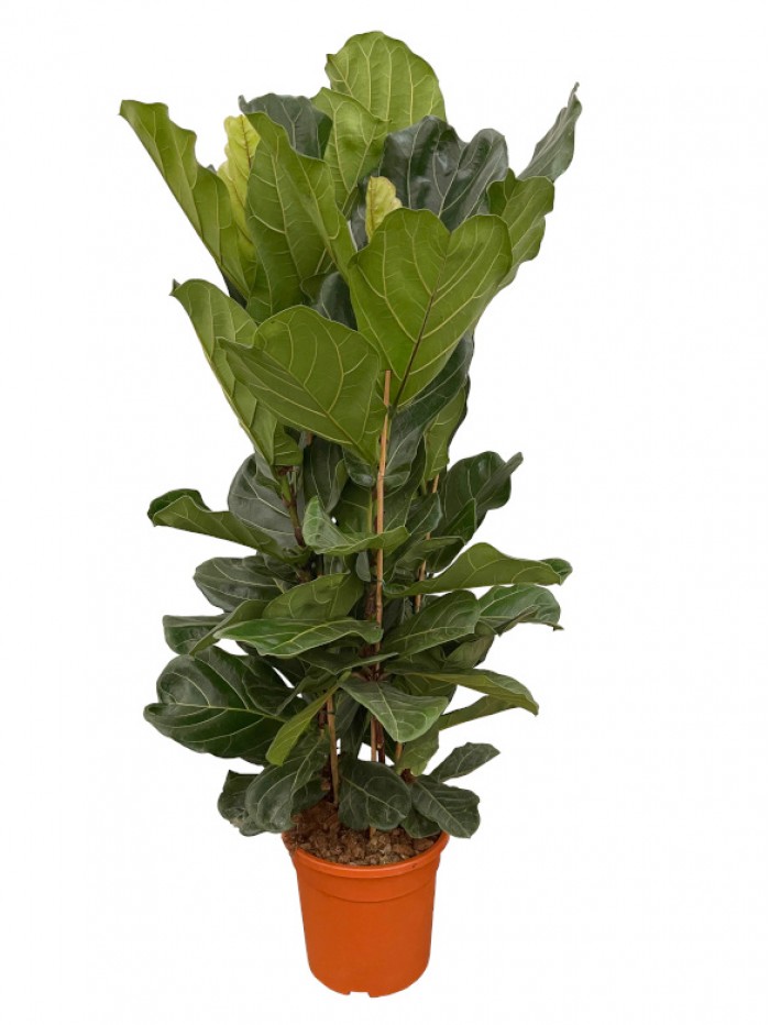 Ficus Lyrata arbusto  (DISPONIBLE SOLO PARA MADRID) 