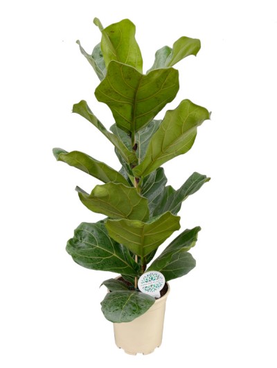  Ficus Lyrata arbusto  (DISPONIBLE SOLO PARA MADRID) 