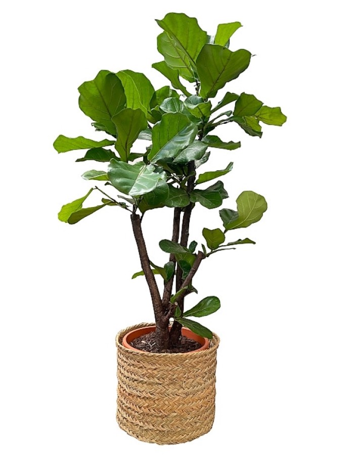  Ficus Lyrata en cesta de esparto (DISPONIBLE SOLO PARA MADRID) 