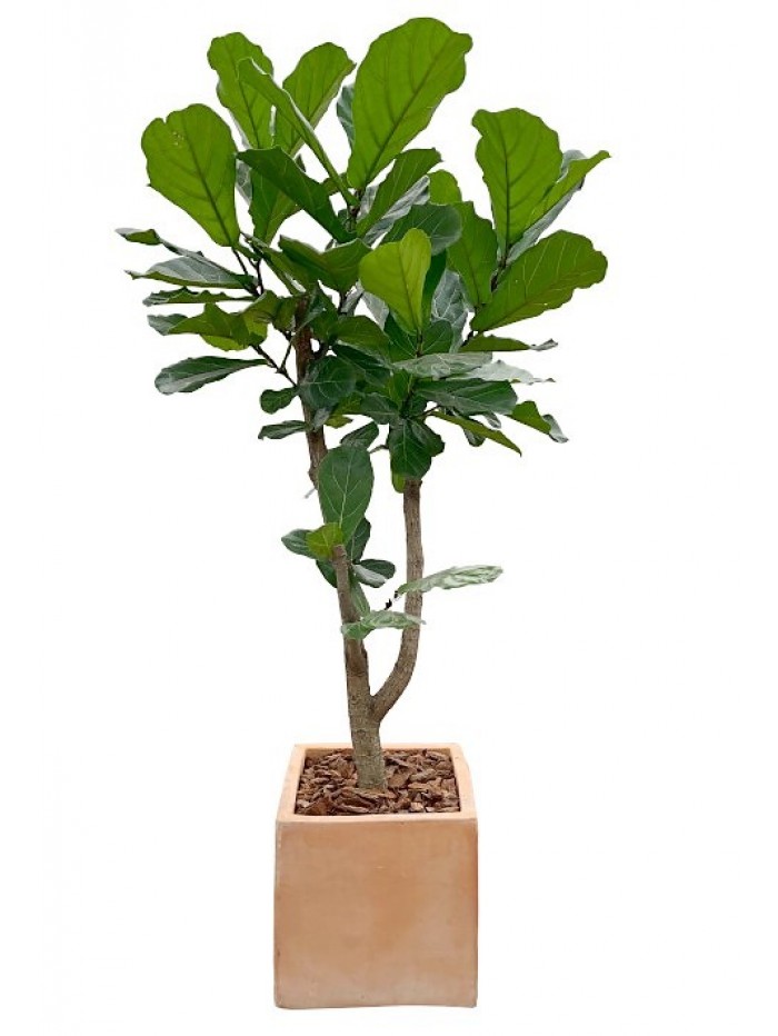 Ficus Lyrata arbol cerámica  (DISPONIBLE SOLO PARA MADRID) 