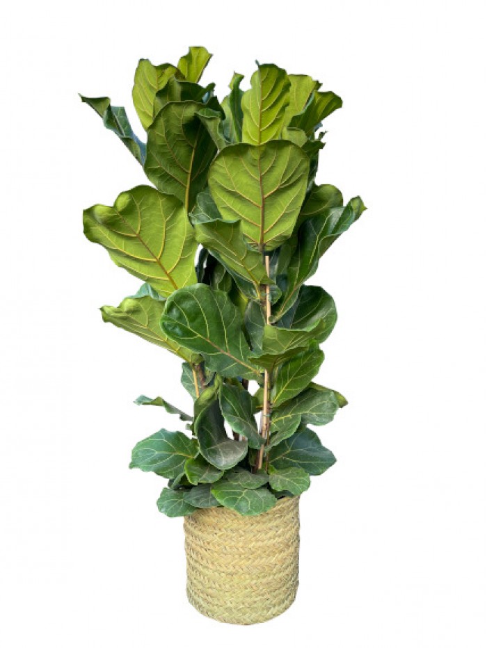  Ficus Lyrata en cesta de esparto (DISPONIBLE SOLO PARA MADRID) 
