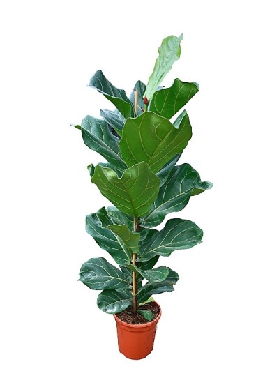 Ficus Lyrata M30(DISPONIBLE SOLO PARA MADRID)