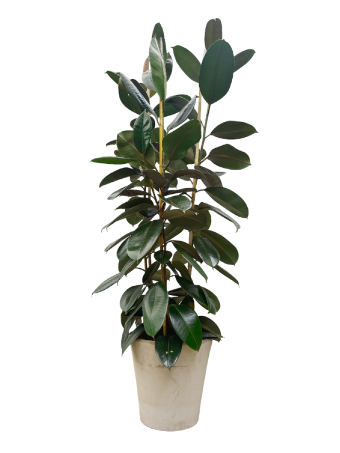 Ficus Robusta 2M Maceta decorativa GH