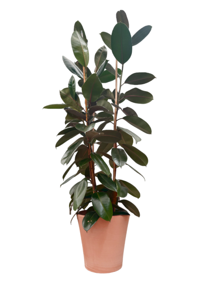 Ficus Robusta 2M Maceta decorativa WH