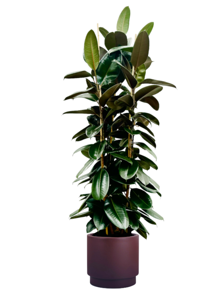 Ficus Robusta en hidro jardinera( Hobby Flower chocolate