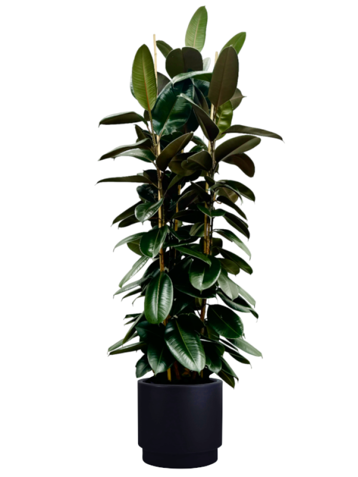 Ficus Robusta en hidro jardinera( Hobby Flower Negra