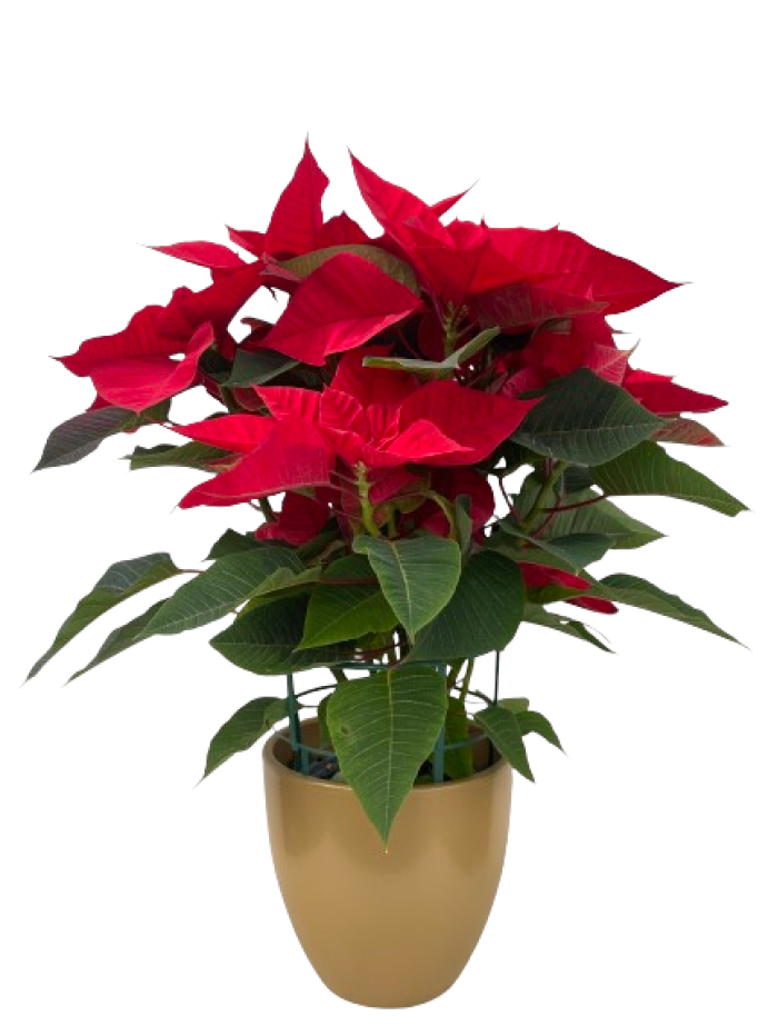 Flor de pascua en ceramica dorada Flor de pascua en ceramica dorada