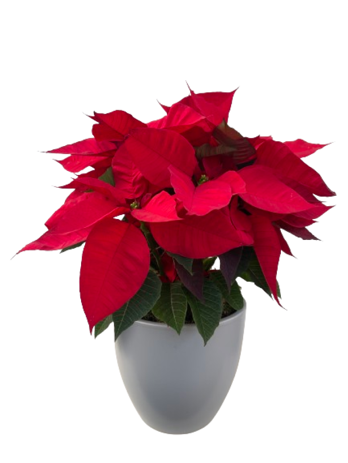 Flor de pascua en ceramica plateada Flor de pascua en ceramica plateada