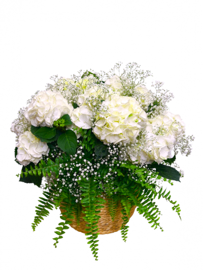 hortensias blancas con paniculata